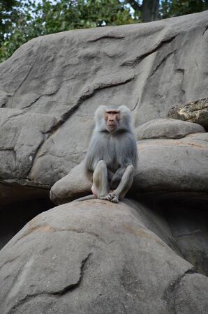 Wild Hamadryas baboon, zoo of Frankfurt (Germany)