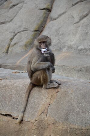 Wild Hamadryas baboon, zoo of Frankfurt (Germany)