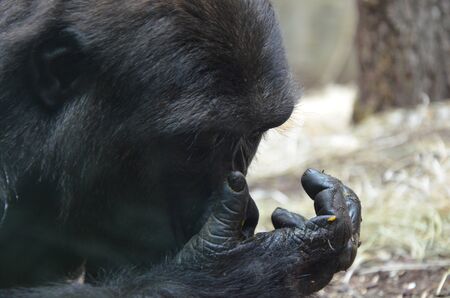 Viatu the Gorilla, zoo of Frankfurt (Germany)