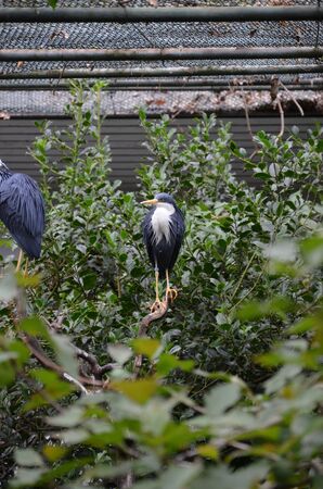 gray heron sitting on top, Frankfurt zooの写真素材