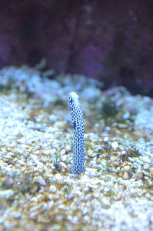 Spotted garden eel in the aquarium