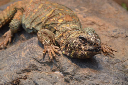 lizard at the zoo, Frankfurt am Main (Germany)