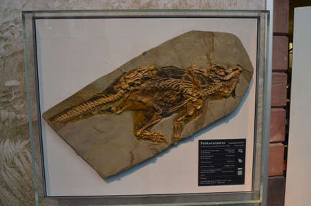 Interior view of Senckenberg Museum in Frankfurt am Main, Germanyのeditorial素材