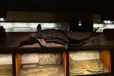 Interior view of Senckenberg Museum in Frankfurt am Main, Germanyのeditorial素材