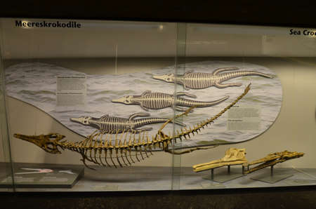 Interior view of Senckenberg Museum in Frankfurt am Main, Germany