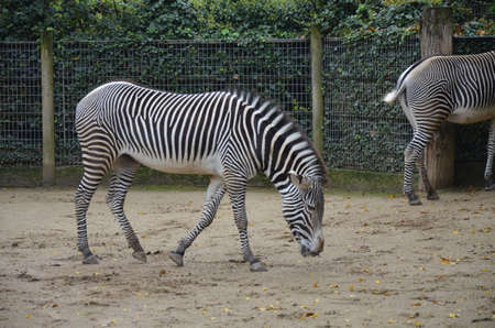 Grevy zebra (Equus grevyi) in the Frankfurt zooの写真素材