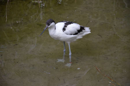 Pied avocet (Recurvirostra avosetta) in the Frankfurt zooの写真素材