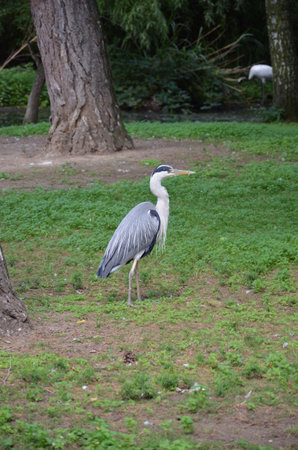 gray heron in Frankfurt am Main zooの写真素材