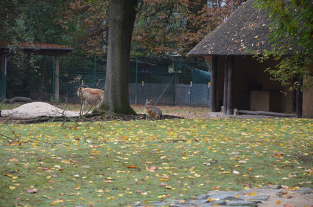 Llama lama in the Frankfurt zoo outdoorsの写真素材