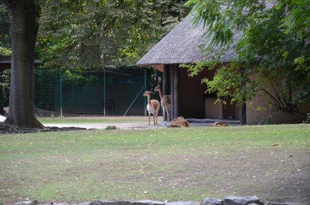 Llama lama in the Frankfurt zoo outdoorsの写真素材