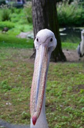 White Pelican - Pelecanus onocrotalus in Frankfurt zooの写真素材