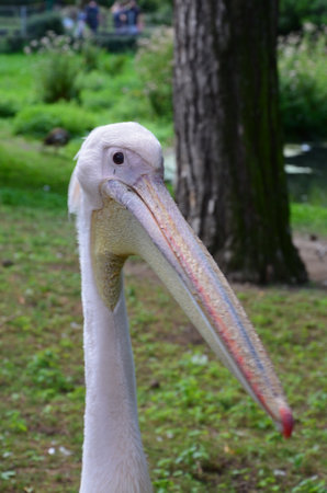 White Pelican - Pelecanus onocrotalus in Frankfurt zooの写真素材