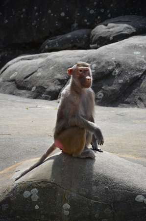 Wild Hamadryas baboon, zoo of Frankfurt (Germany)