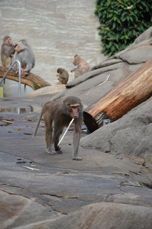 Wild Hamadryas baboon, zoo of Frankfurt (Germany)