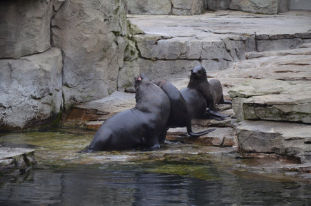 Harbor seal (Phoca vitulina) in the Frankfurt zooの写真素材
