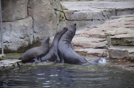 Harbor seal (Phoca vitulina) in the Frankfurt zooの写真素材