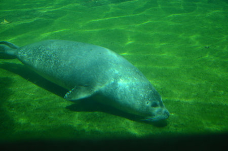 Harbor seal (Phoca vitulina) in the Frankfurt zooの写真素材