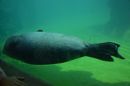 Harbor seal (Phoca vitulina) in the Frankfurt zooの写真素材