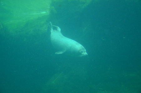 Harbor seal (Phoca vitulina) in the Frankfurt zooの写真素材