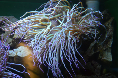 Colorful see anemone in Frankfurt zoo, Germanyの写真素材