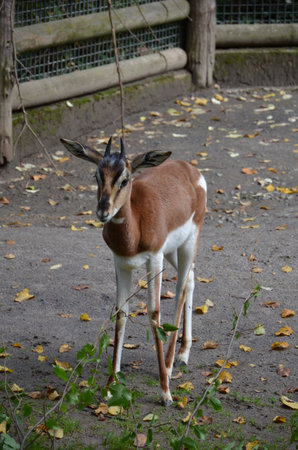 Dama gazelle (Nanger dama) in the zooの写真素材