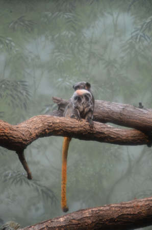 black-chested moustached tamarin in Frankfurt zoo