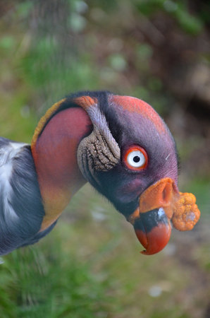 King vulture, Sarcoramphus papa in the Frankfurt zooの写真素材
