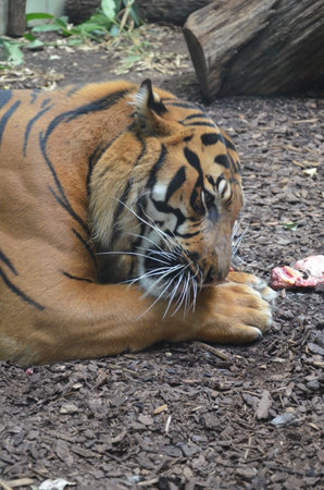 Siberian tiger (Panthera tigris altaica) in Frankfurt zooの写真素材
