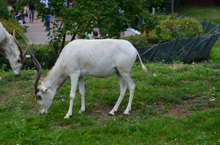 The curved horned antelopes Addax (Addax nasomaculatus)の写真素材