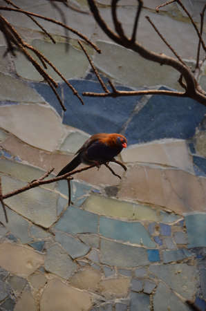 The Gouldian finch (Erythrura gouldiae), also known as the Lady Gouldian finch