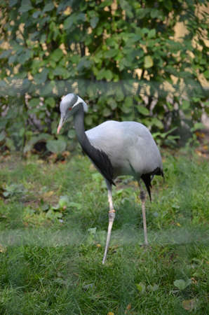 White-naped Crane (Grus vipio)の写真素材
