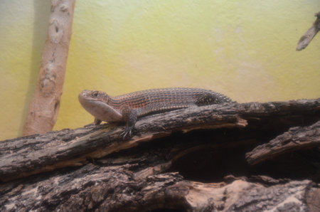 Lizard on rock in the zooの写真素材
