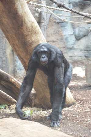 Bonobo (Pan paniscus)の写真素材