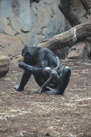 Bonobo (Pan paniscus)の写真素材