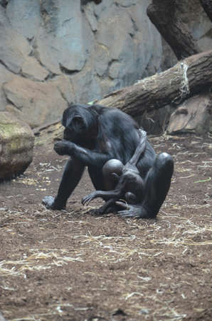 Bonobo (Pan paniscus)の写真素材