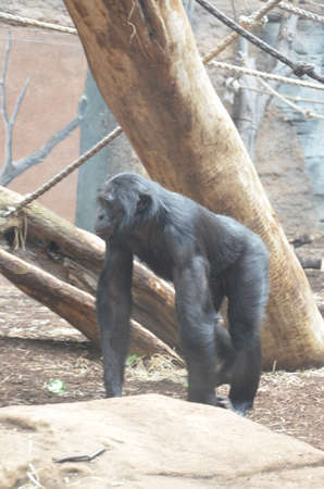 Bonobo (Pan paniscus)の写真素材