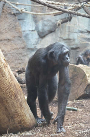 Bonobo (Pan paniscus)の写真素材