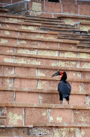 Southern ground hornbillの写真素材