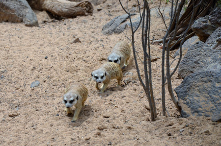 Meerkat in the Jungle Park, Tenerife