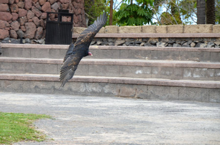 Bird public performance at Jungle Park on Tenerife island