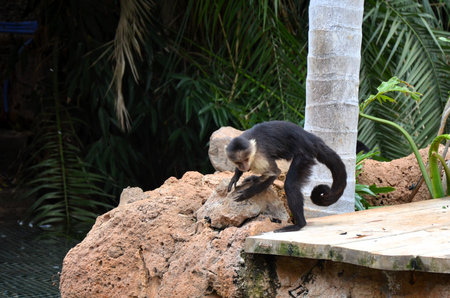 Central American white-faced capuchin (Cebus imitator)