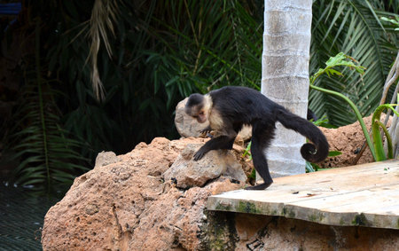 Central American white-faced capuchin (Cebus imitator)