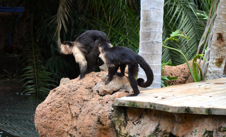 Central American white-faced capuchin (Cebus imitator)