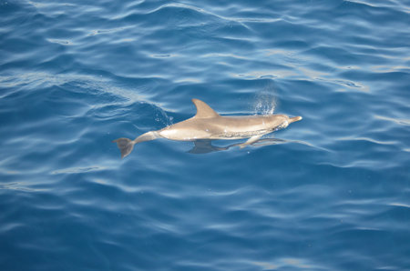 Wild dolphins near Tenerife swimming