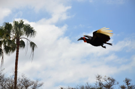 Southern ground hornbill