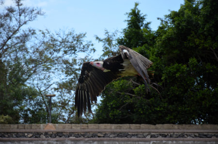 Bird flying at Jungle Park on Tenerife island