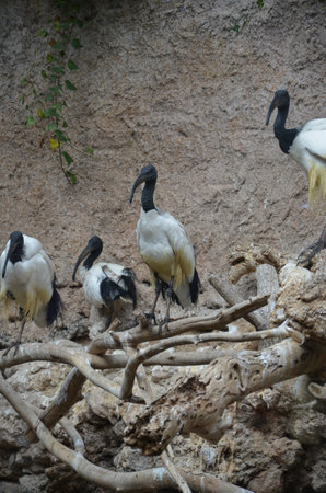 Sacred ibis in the Jungle Park in Tenerife
