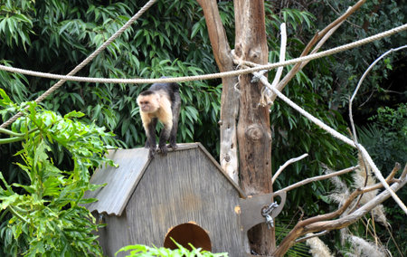 Central American white-faced capuchin (Cebus imitator)