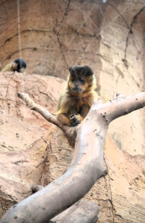 black capuchin Cebus nigritus