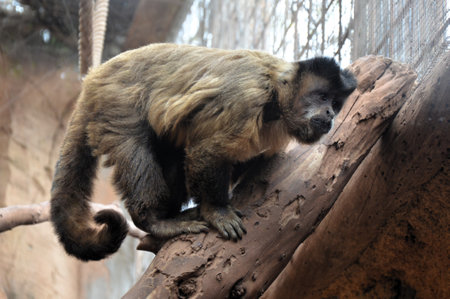 black capuchin Cebus nigritus